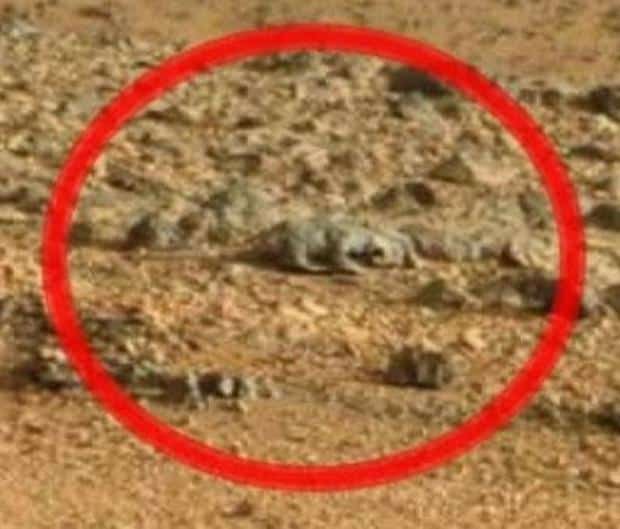 reptile on Mars