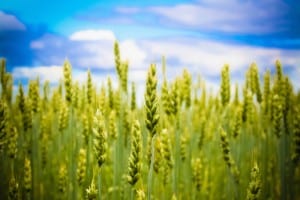 gluten-free-wheat-nutritious-grain-2