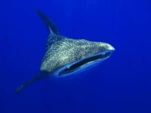 animal communication whale shark friendly