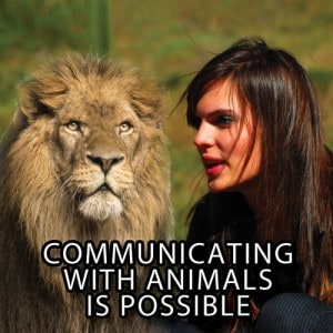 animal communicators