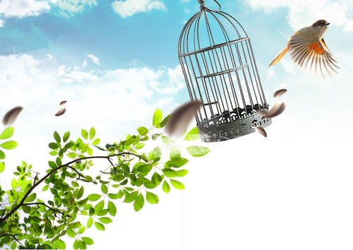 revolution of freedom bird cage