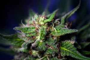 cannabidiol CBD cannabis plant closeup
