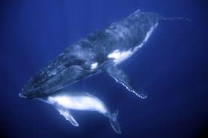 mother calf whale sonar testing killing