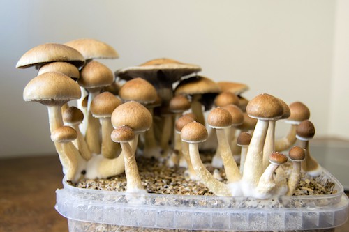 psilocybin magic mushrooms