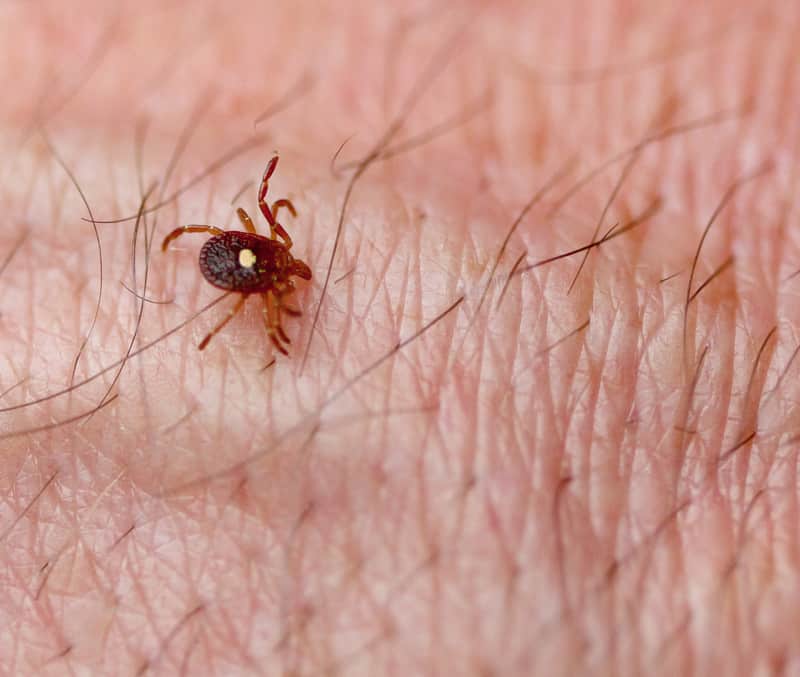 bioweapons weaponized ticks Lyme Disease